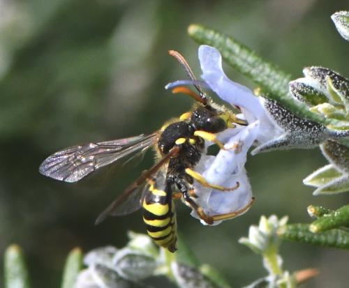 Nomada succincta